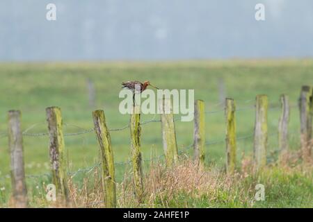 Uferschnepfe, Limosa limosa, nero tailed godwit Foto Stock