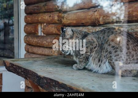 Il gatto selvatico lince dorme in cattività in gabbia Zoo Foto Stock