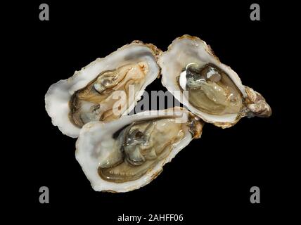 Pacific oyster, ostrica giapponese o Miyagi oyster Foto Stock