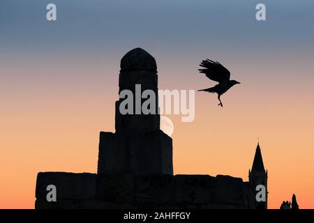 Un comune Raven ( Corvus corax ) noto anche come il nord del corvo volare sopra i tetti della città vecchia di Gerusalemme in Israele Foto Stock