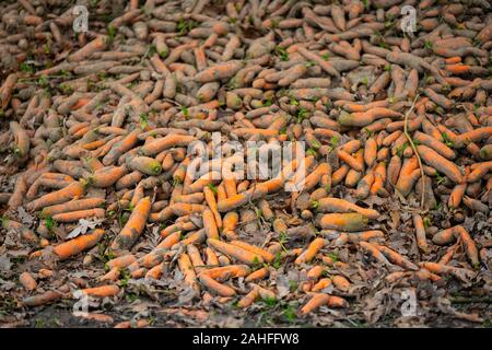 Appena raccolte le carote organici sono giacenti in un heap sul bordo del campo Foto Stock