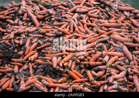 Appena raccolte le carote organici sono giacenti in un heap sul bordo del campo Foto Stock