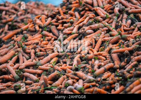 Appena raccolte le carote organici sono giacenti in un heap sul bordo del campo Foto Stock