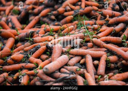 Appena raccolte le carote organici sono giacenti in un heap sul bordo del campo Foto Stock