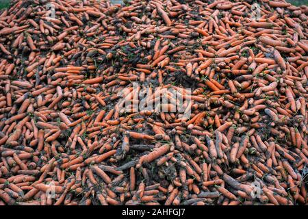 Appena raccolte le carote organici sono giacenti in un heap sul bordo del campo Foto Stock