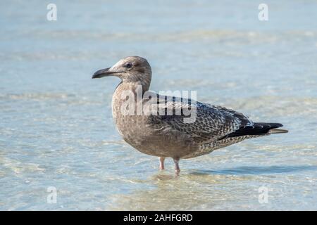 Aringhe giovani gull sulle coste della Florida Foto Stock