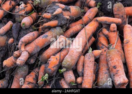 Appena raccolte le carote organici sono giacenti in un heap sul bordo del campo Foto Stock