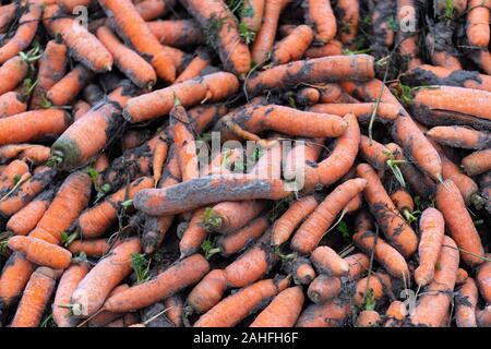 Appena raccolte le carote organici sono giacenti in un heap sul bordo del campo Foto Stock