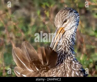 Limpkin preening e peluria il suo marrone e bianco piume. Foto Stock