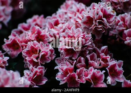 Rosa e bianco fiori di azalea contro uno sfondo scuro Foto Stock