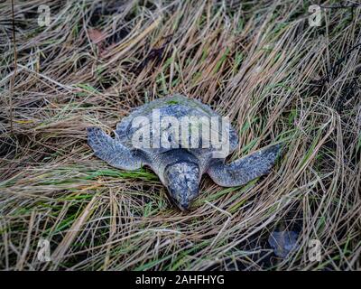 Un morto Kemps Ridley Sea Turtle sull'erba Foto Stock