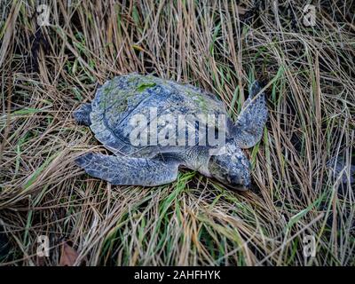 Un morto Kemps Ridley Sea Turtle sull'erba Foto Stock