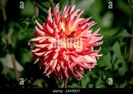 Dettagliate fino in prossimità di un bel colore arancione semi cactus 'Korallenglut' dahlia fiore che sboccia in un sole luminoso Foto Stock