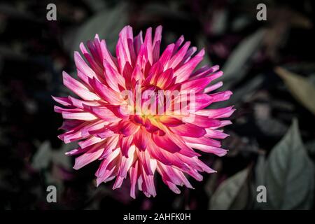 Dettagliate fino in prossimità di un bel rosa e giallo semi cactus 'Buga Muenchen 2005' dahlia fiore che sboccia in un sole luminoso Foto Stock