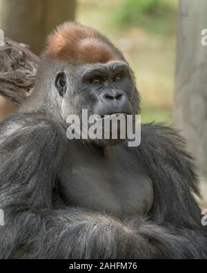 Closeup ritratto di una pianura occidentale maschio gorilla silverback Foto Stock