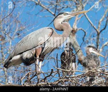 Bleu aironi e uccelli da vicino la vista del profilo sul nido, visualizzando il loro piumaggio bleu di piume e ali spiegate, becco, occhio, ali, lungo le gambe con un cielo blu Foto Stock