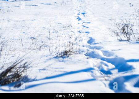 Human Impronte sulla neve bianca in un gelido campo con erba secca, ombre blu. Foto Stock