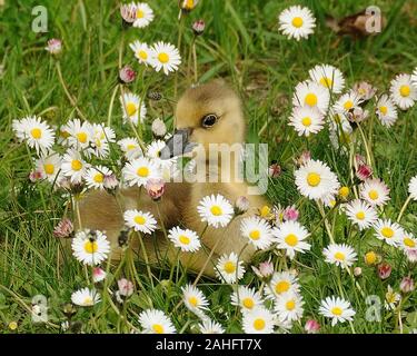 Baby oche canadesi in appoggio in Marguerites Prato di fiori di campo in primavera la visualizzazione di piumaggio di colore giallo, occhio, becco. Tempo di Pasqua immagine. Immagine. Foto Stock