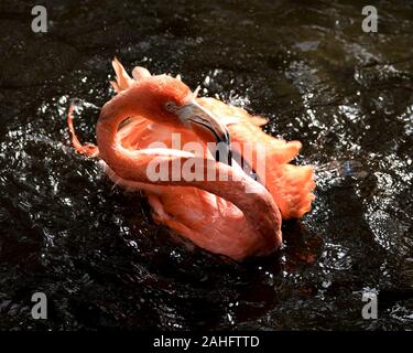 Flamingo bird in acqua una vista ravvicinata di balneazione e visualizzando la sua bella rosa piume piumaggio, la testa, il becco, occhio, nel suo ambiente e surrou Foto Stock