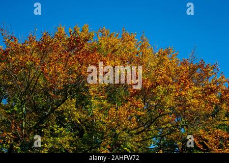 La corona di un albero con le foglie verdi girando una bella tonalità autunnali contro un cielo blu chiaro Foto Stock