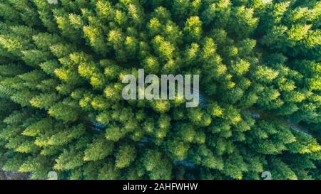 Foto aerea di abeti rossi in una piantagione. Timring Plantation, Danimarca Foto Stock