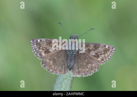 Squallido skipper (Erynnis tages) fotografato a Katschberg, Austria Foto Stock
