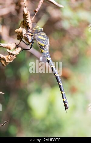 Golden-inanellati dragonfly (Cordulegaster boltonii) fotografato in riva al lago di Garda, Italia Foto Stock
