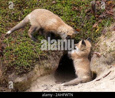 Red Fox baby kit animale volpi close-up vista di profilo nella foresta da loro den burrow circondato da Moss e sabbia giocando e coccole nella loro surro Foto Stock