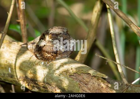 Whip-cattiva volontà (Antrostomus vociferus), orientale, dormendo sul log Foto Stock