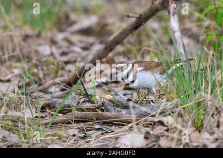 Killdeer (Charadrius vociferus) sul terreno in prossimità di un sito di nidificazione Foto Stock