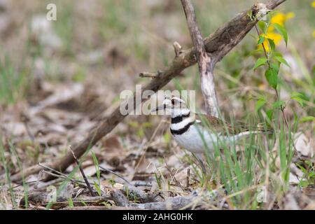 Killdeer (Charadrius vociferus) sul terreno in prossimità di un sito di nidificazione Foto Stock