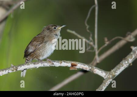 Casa Wren (Troglodytes aedon) Foto Stock