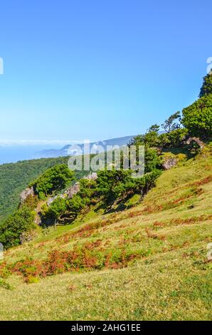 Punto di vista nella Fanal, Isola di Madeira, Portogallo. Si trova nell'altopiano di Paul da Serra circondata dalla Foresta Laurissilva sopra l'Oceano Atlantico. Vecchi alberi di alloro su una collina. Foto verticale. Foto Stock