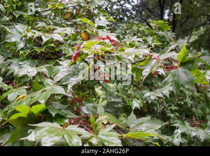 Acero giapponese (Acer palmatum) Dinmore Herefordshire UK Settembre 2019 Foto Stock