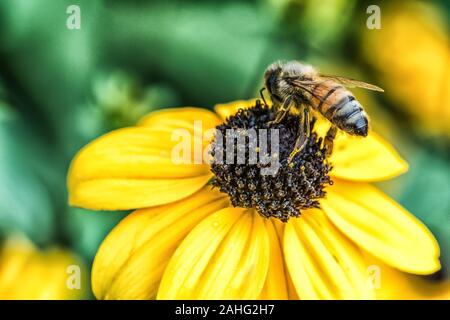Un'ape con gambe coperte di polline al centro di un Susan dagli occhi neri Foto Stock