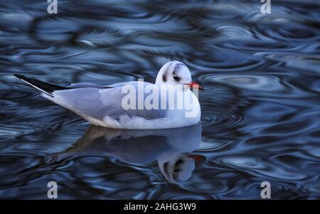 Il nero-headed gull, nuoto nel suo abito invernale, abbiamo nuotato con calma e rilassata nel lago. Le riflessioni formato un pattern interessante nell'acqua. Foto Stock
