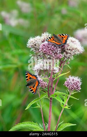 Piccola Tartaruga Butterfly Aglais urticae sulla canapa agrimonia Foto Stock