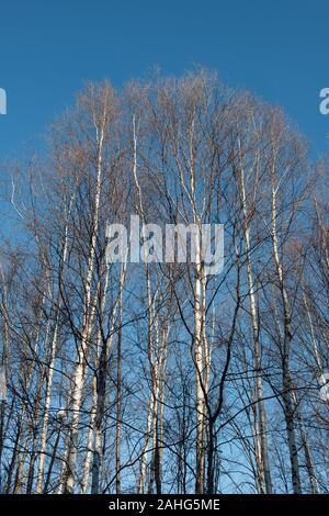 Sfrondato di betulle in inverno contro un cielo blu Foto Stock