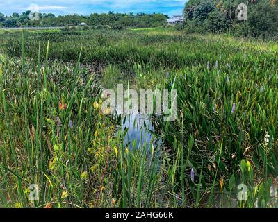 Terra di palude con cipressi ed un cielo blu Foto Stock