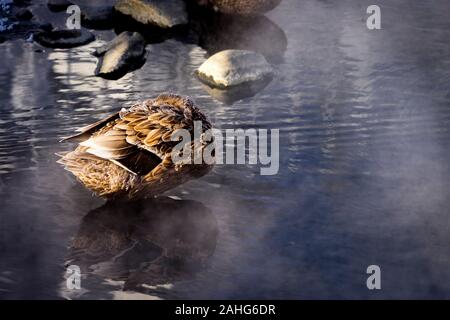 Una singola anatra che dorme al sole del mattino mentre il vapore sale dall'acqua a Chena Hot Springs, Alaska Foto Stock