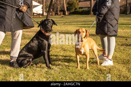 Migliori amici, laboratorio di nero e giallo mix di laboratorio per una passeggiata con i loro proprietari su freddo giorno d'inverno. Foto Stock