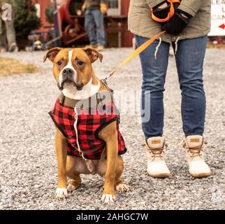 American Staffordshire terrier cane con red plaid coat, aiutando la sua famiglia scegliere un albero di Natale A Natale tree farm. Foto Stock