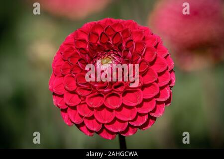 Dettagliate fino in prossimità di un rosso "Jomanda' sfera dahlia fiore che sboccia in un sole luminoso Foto Stock