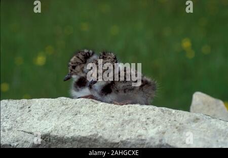 Pavoncella ( Vanellus vanellus ) pulcini su una pietra in un tradizionale prato da fieno. Cumbria, Regno Unito. Foto Stock