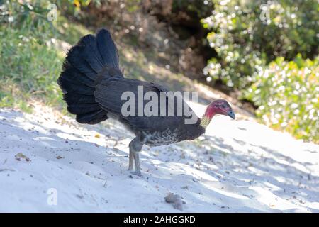 Spazzola australiano Turchia; Alectura lathami, aka brushturkey; boccola turchia, Gweela o scrub Turchia, sulla spiaggia di Manly, Sydney Australia Foto Stock