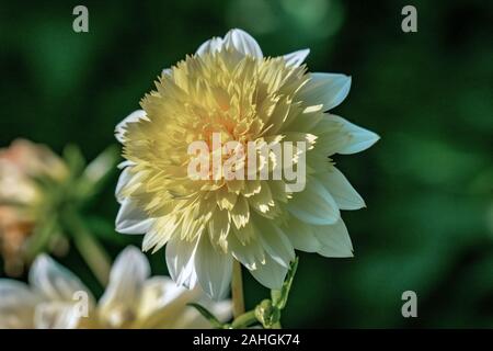 Dettagliate fino in prossimità di un giallo "Freyas Paso Doble' dahlia fiore che sboccia in un sole luminoso Foto Stock