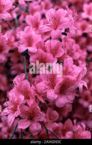 Rhododendron cv. Hinomayo, Ericaceae, Obtusum Gruppo, evergreen shurbs, fiore rosa luminoso. Foto Stock