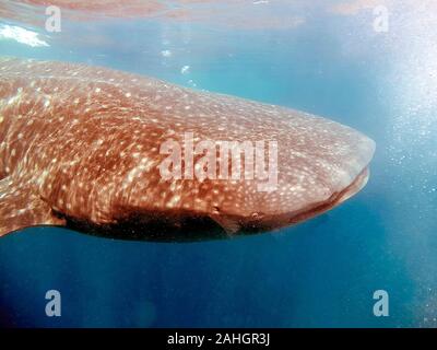 Un squalo balena (Rhincodon typus) alimentazione di plancton Foto Stock