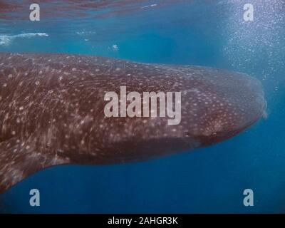 Un squalo balena (Rhincodon typus) alimentazione di plancton Foto Stock