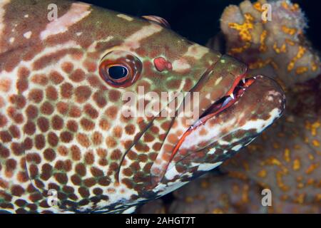 Primo piano di una tigre raggruppatore (Mycteroperca tigri) - Cozumel Foto Stock